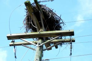 Ospreys: Their Success Means Increased Responsibility