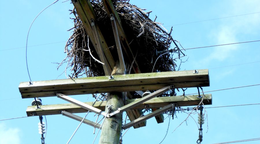 Ospreys: Their Success Means Increased Responsibility