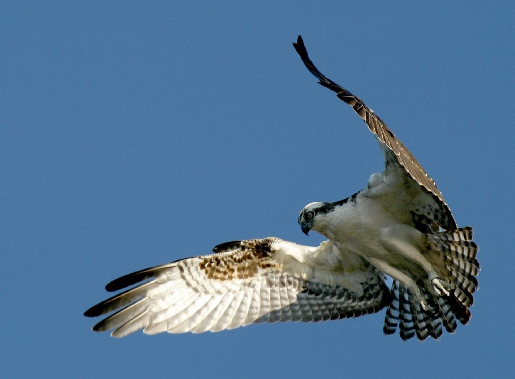 Protect Utility Poles From Osprey | Guard For Power Line